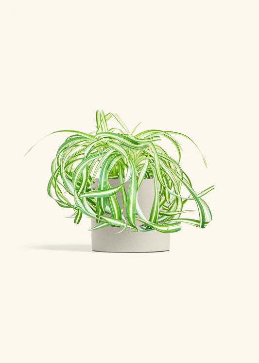 Spider Plant 'Bonnie', Medium