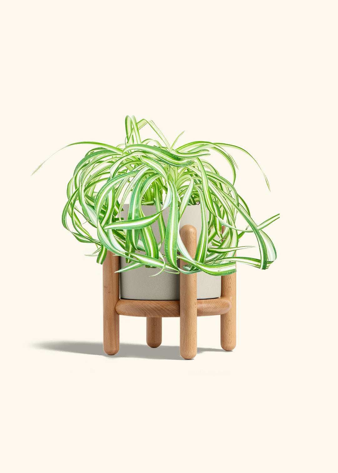 Spider Plant 'Bonnie'
