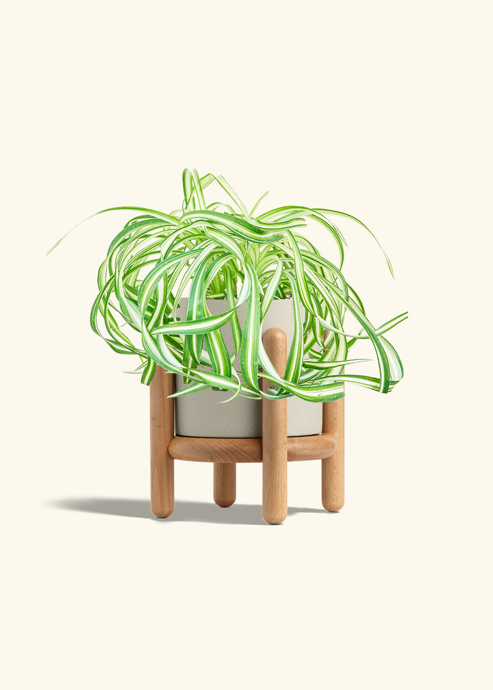 Spider Plant 'Bonnie'