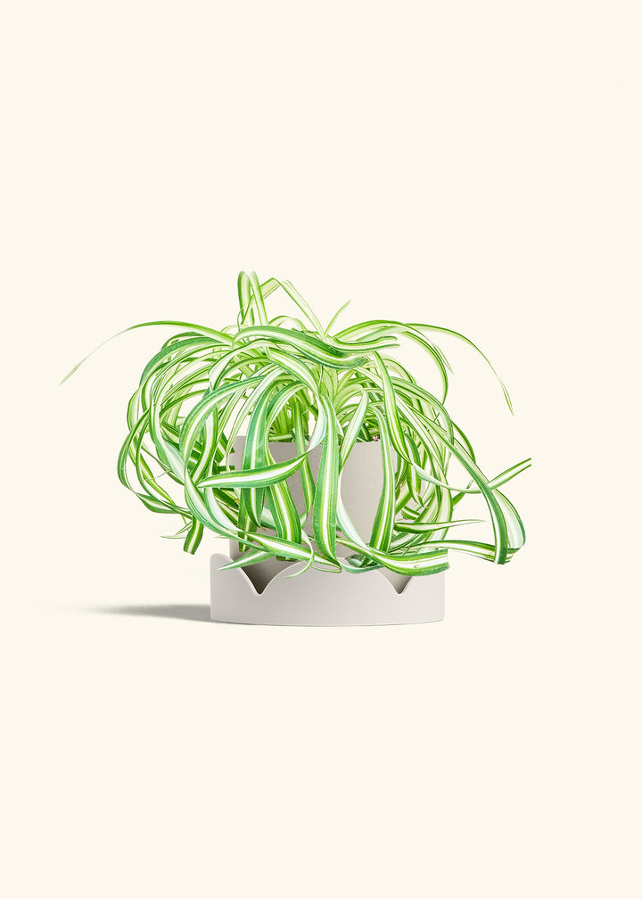Spider Plant 'Bonnie'