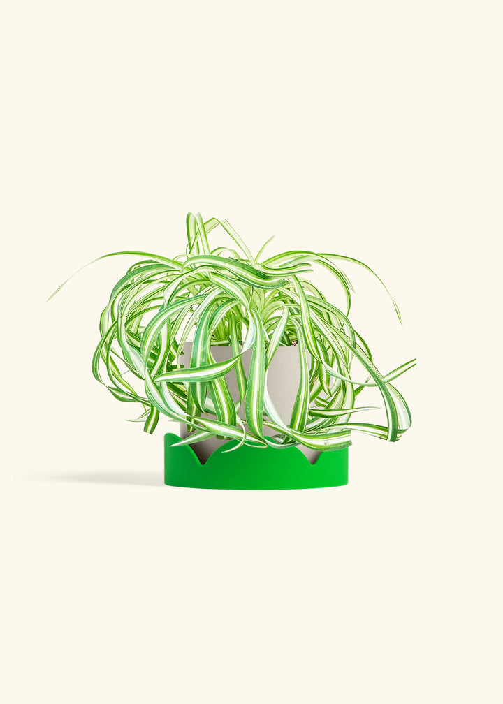Spider Plant 'Bonnie'