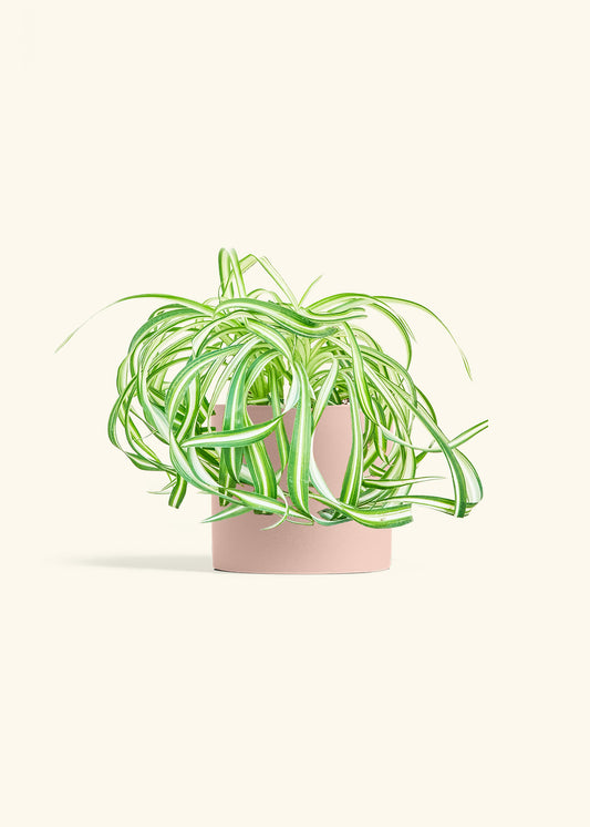 Spider Plant 'Bonnie', Medium