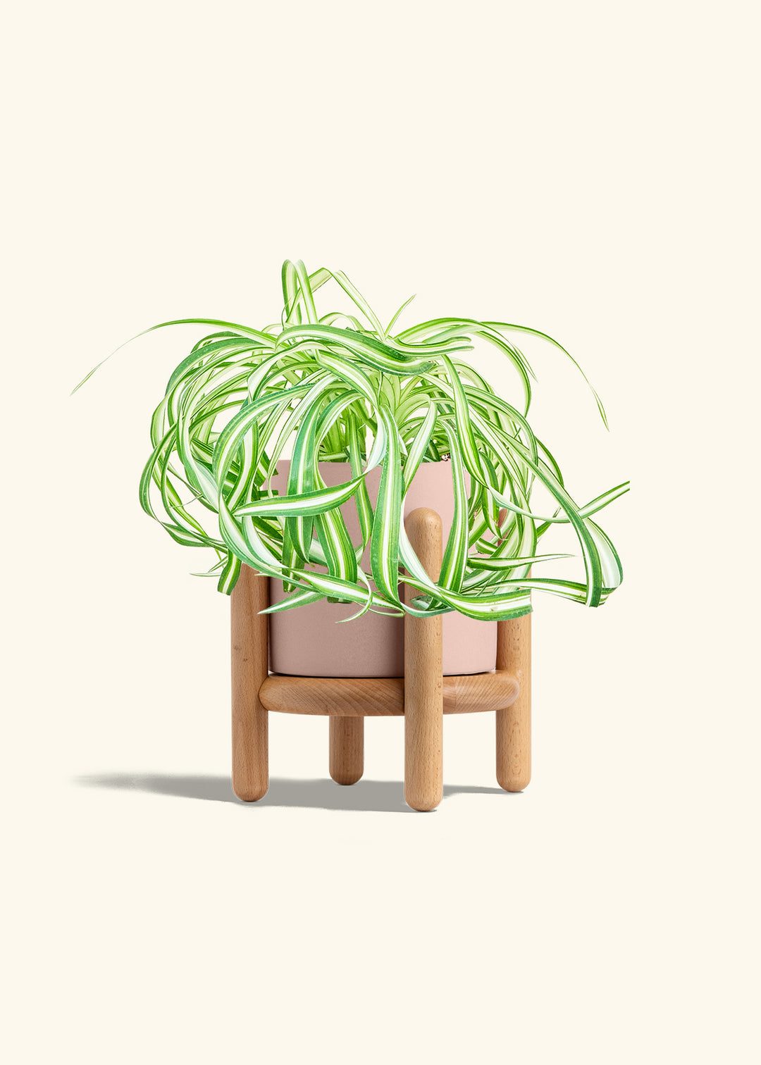Spider Plant 'Bonnie'