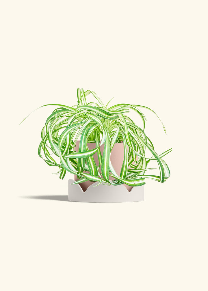 Spider Plant 'Bonnie'
