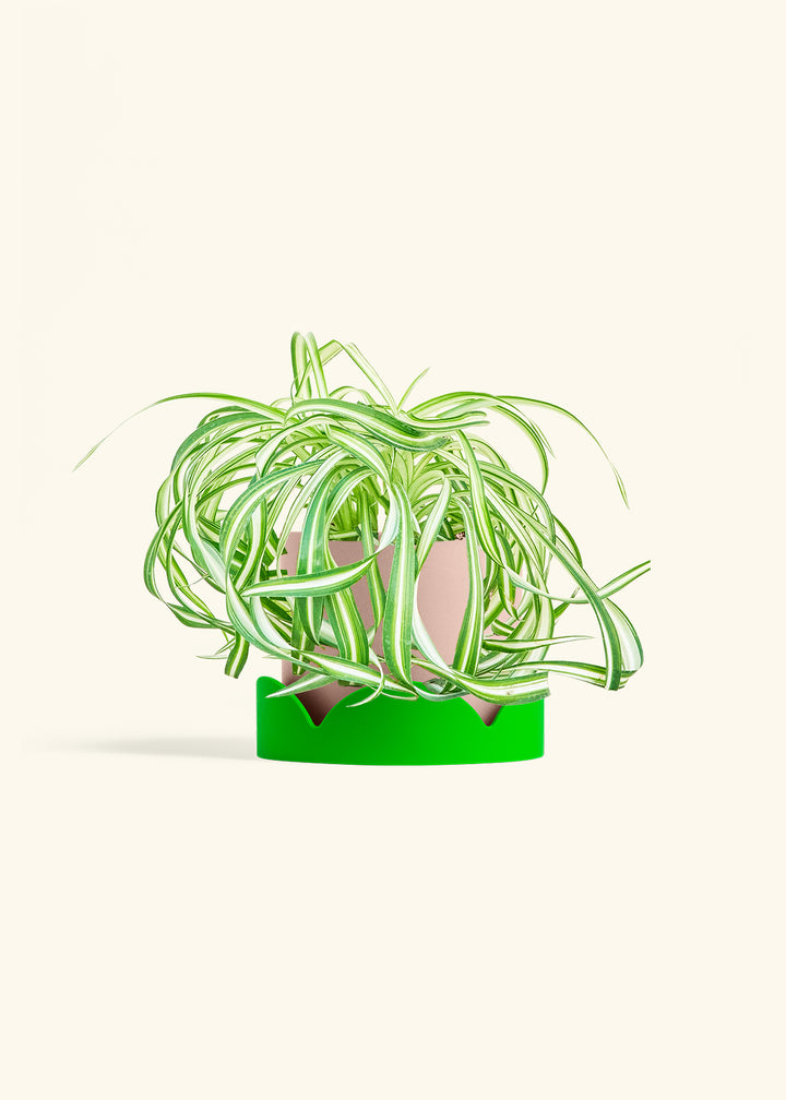 Spider Plant 'Bonnie'