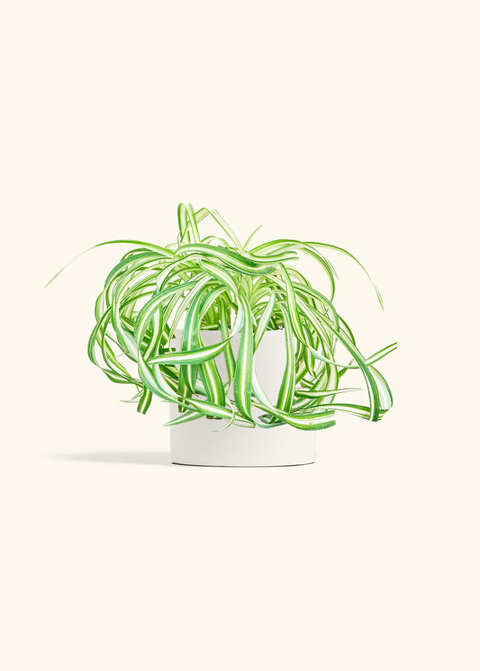 Spider Plant 'Bonnie', Medium