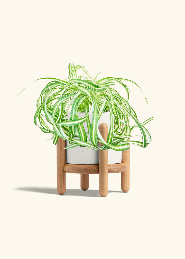Spider Plant 'Bonnie'