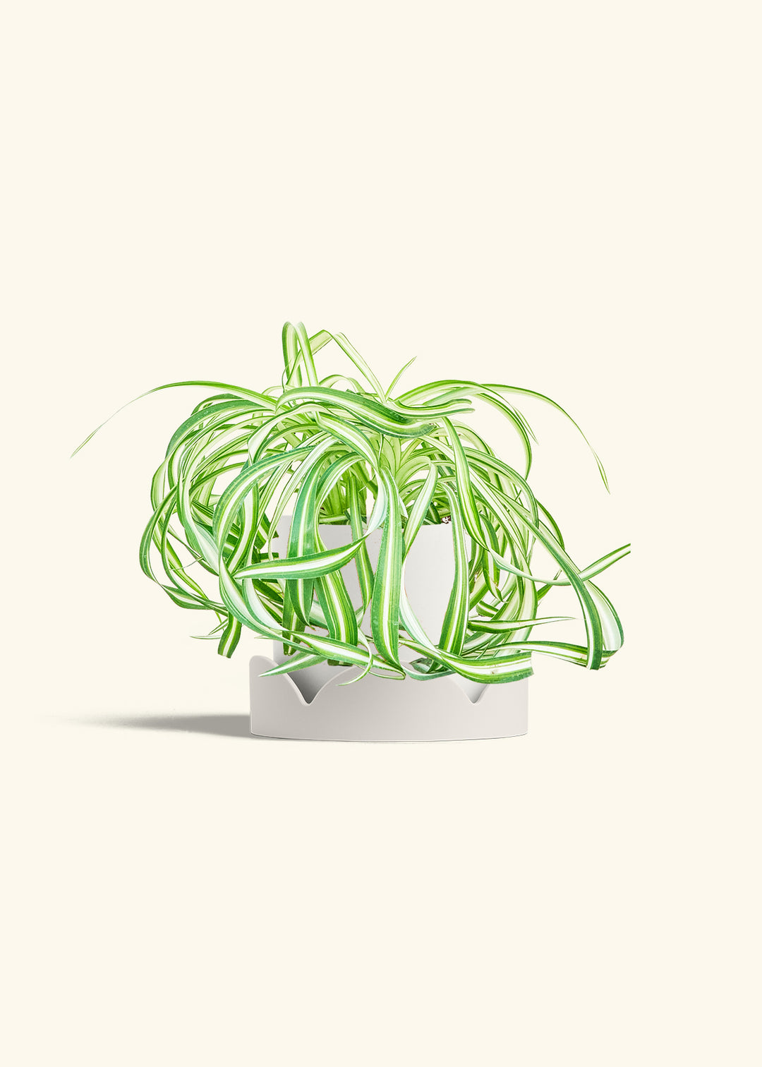 Spider Plant 'Bonnie'