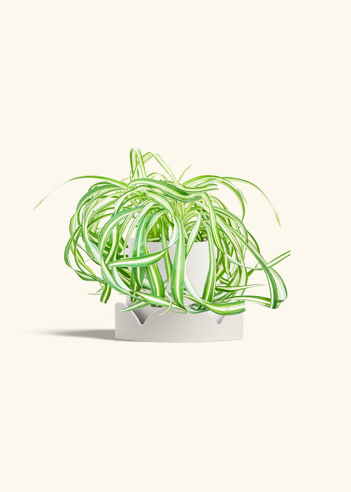 Spider Plant 'Bonnie'
