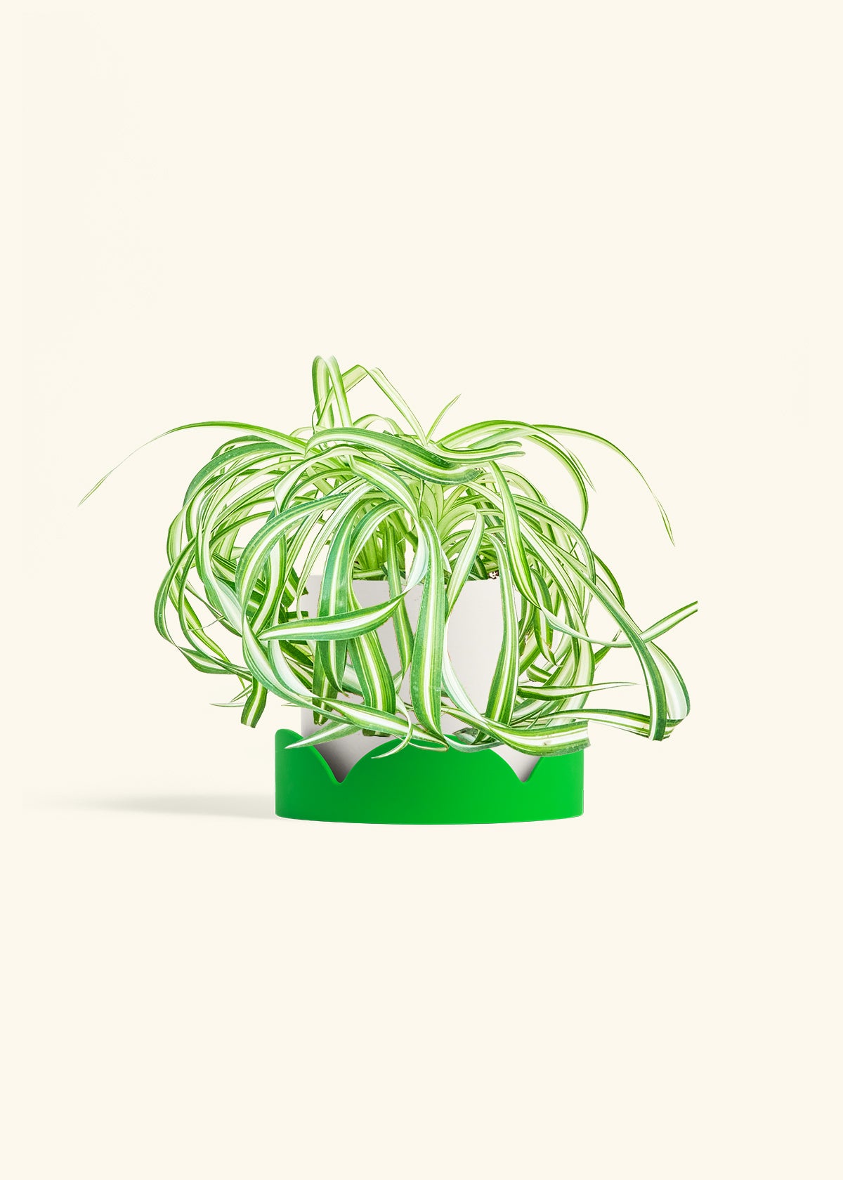 Spider Plant 'Bonnie', Medium