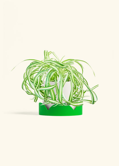 Spider Plant 'Bonnie', Medium