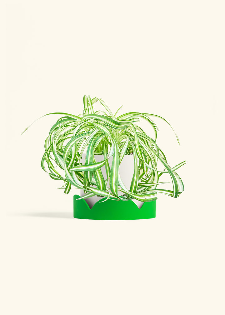 Spider Plant 'Bonnie'