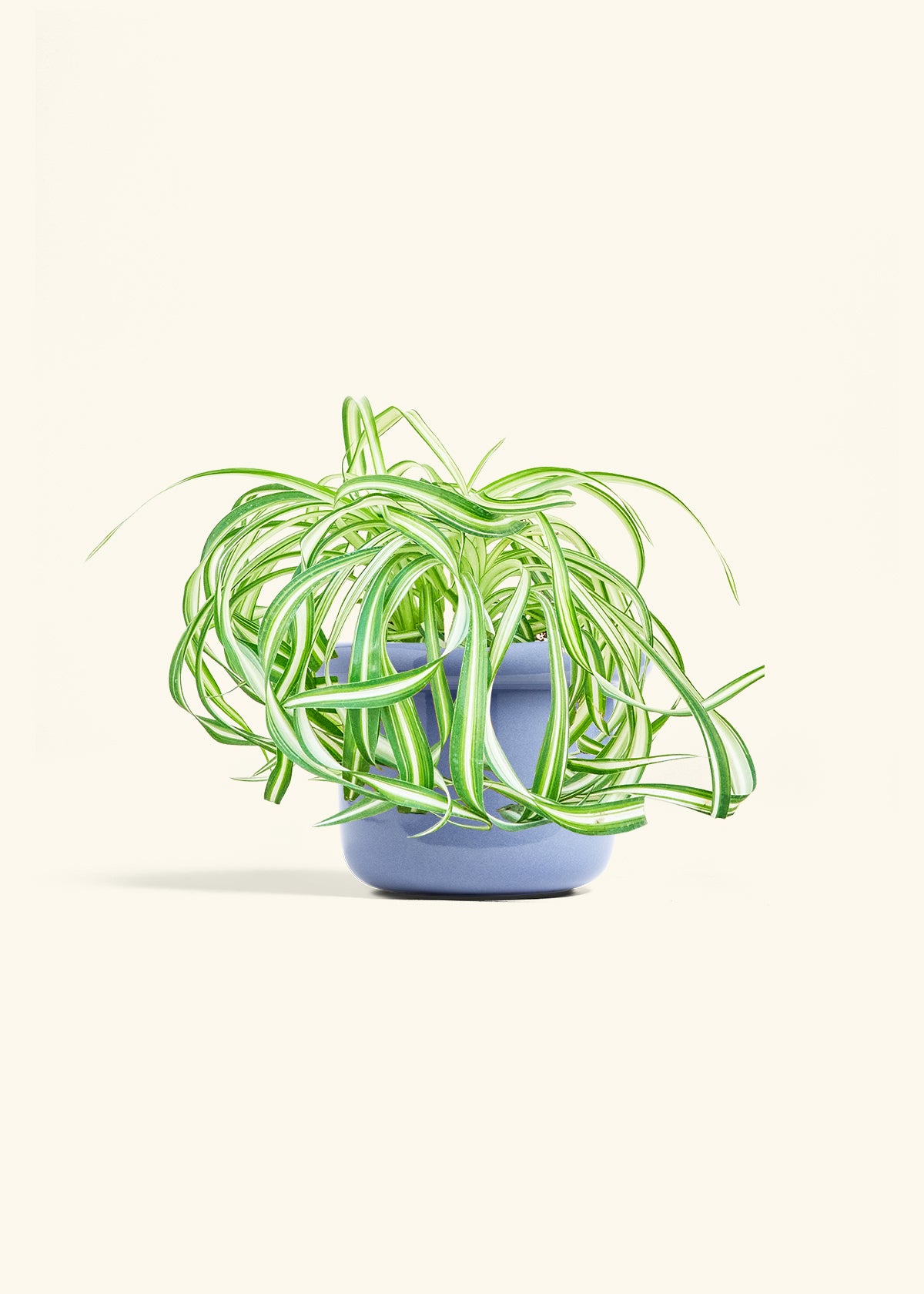 Spider Plant 'Bonnie', Medium