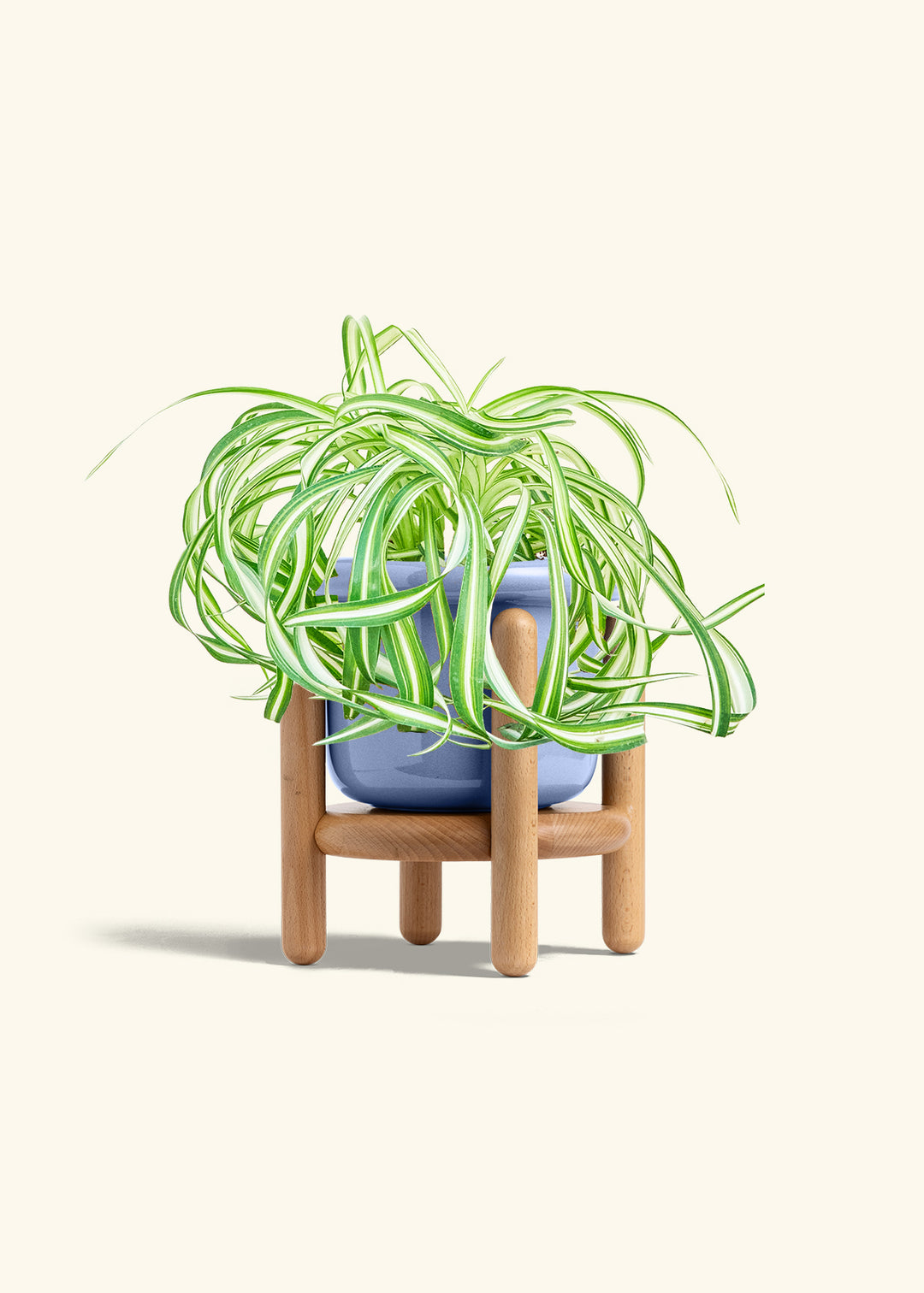 Spider Plant 'Bonnie'