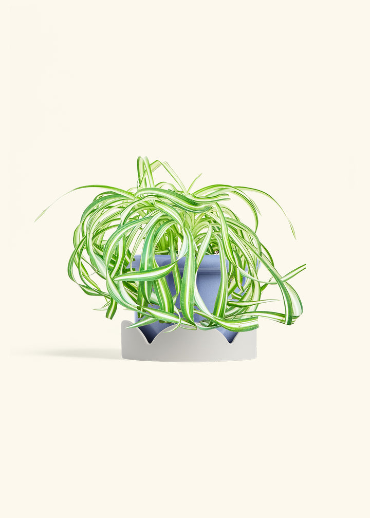 Spider Plant 'Bonnie'