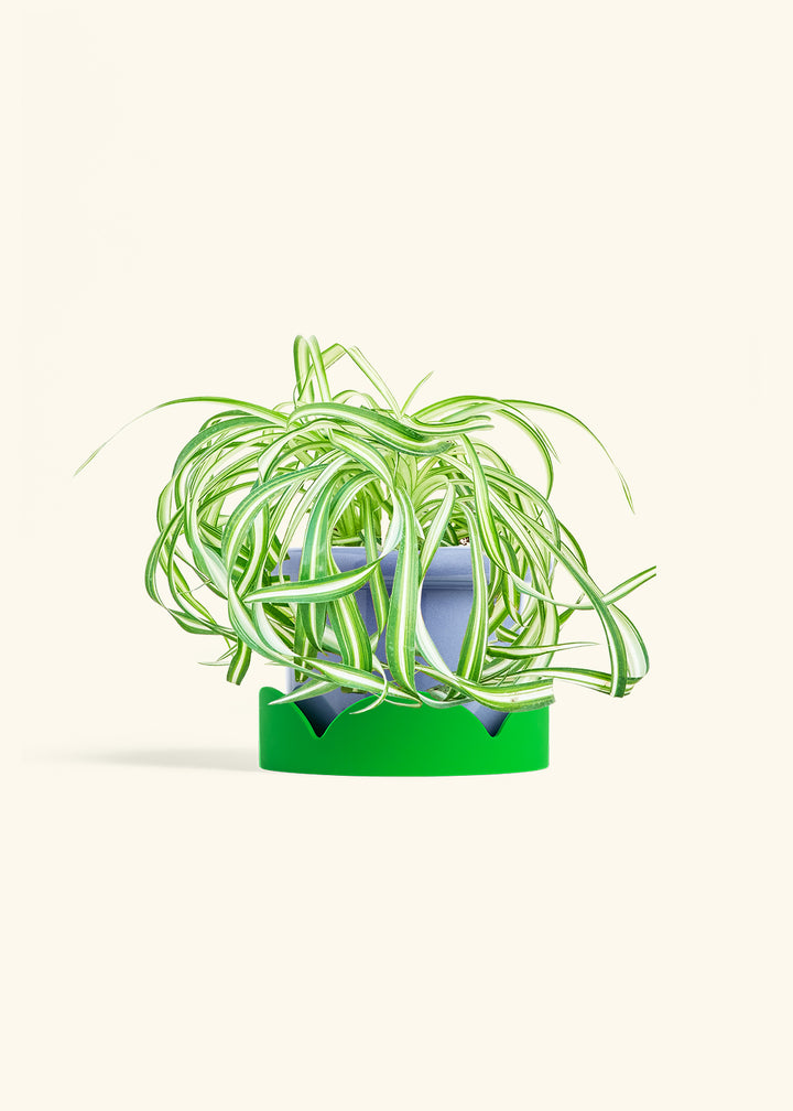 Spider Plant 'Bonnie'