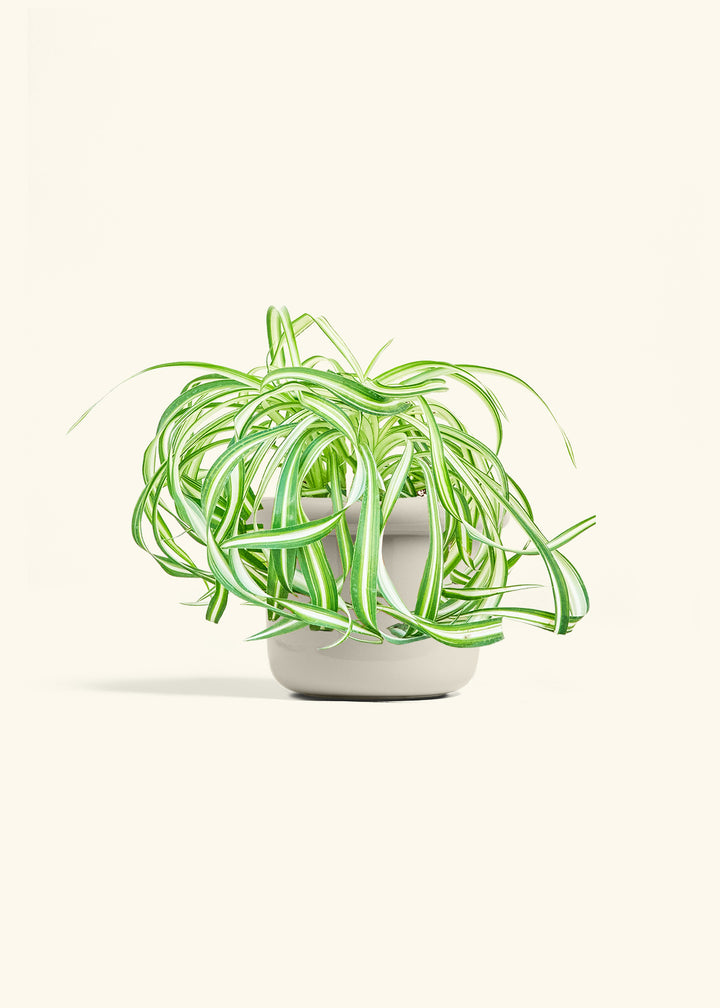 Spider Plant 'Bonnie'