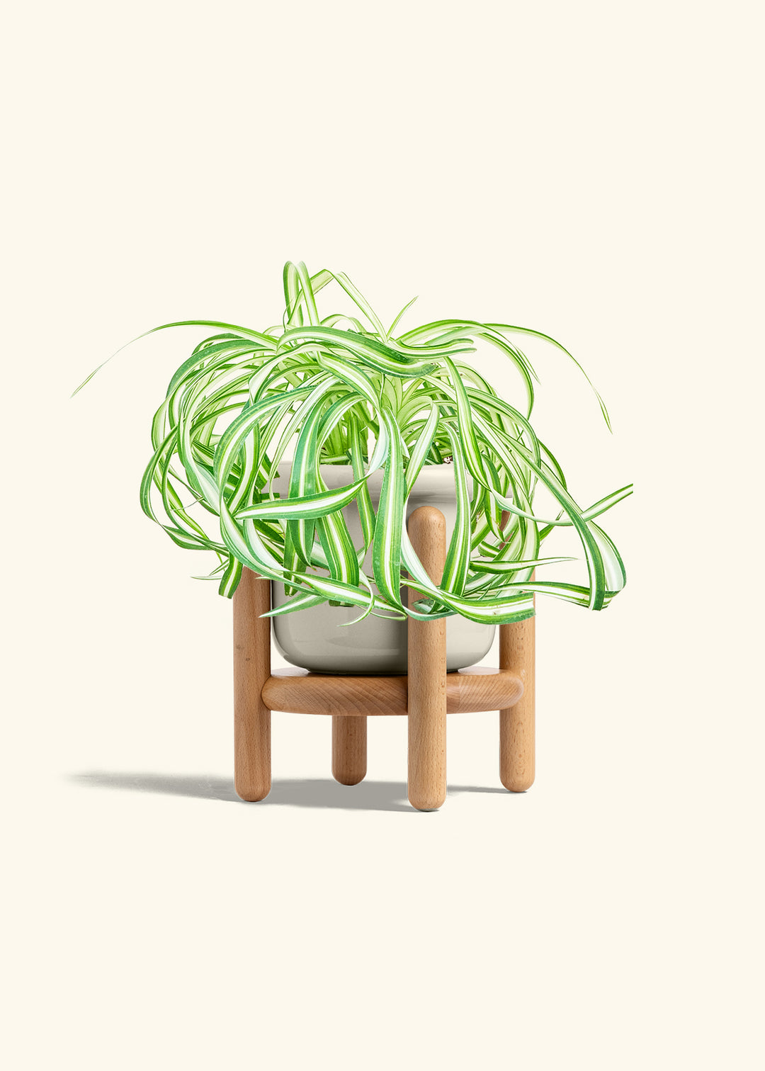 Spider Plant 'Bonnie'