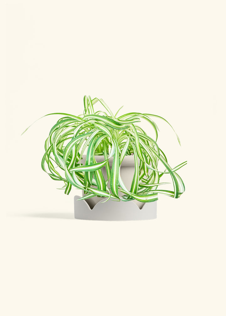 Spider Plant 'Bonnie'