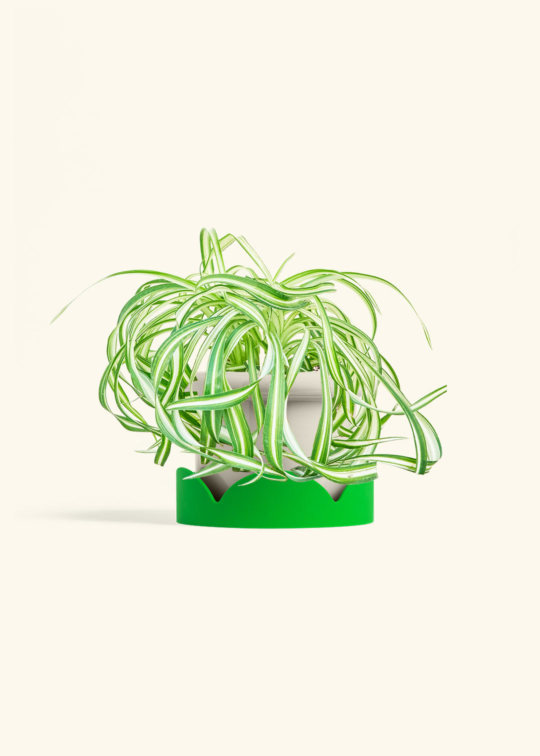 Spider Plant 'Bonnie'