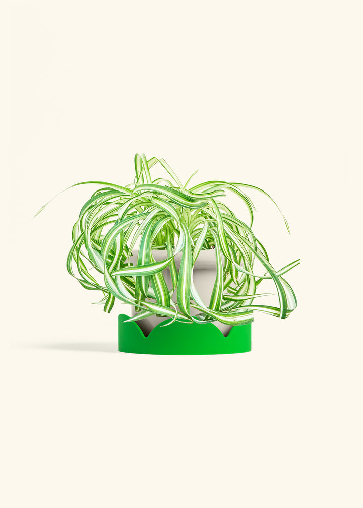 Spider Plant 'Bonnie'