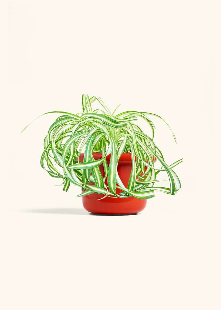 Spider Plant 'Bonnie'