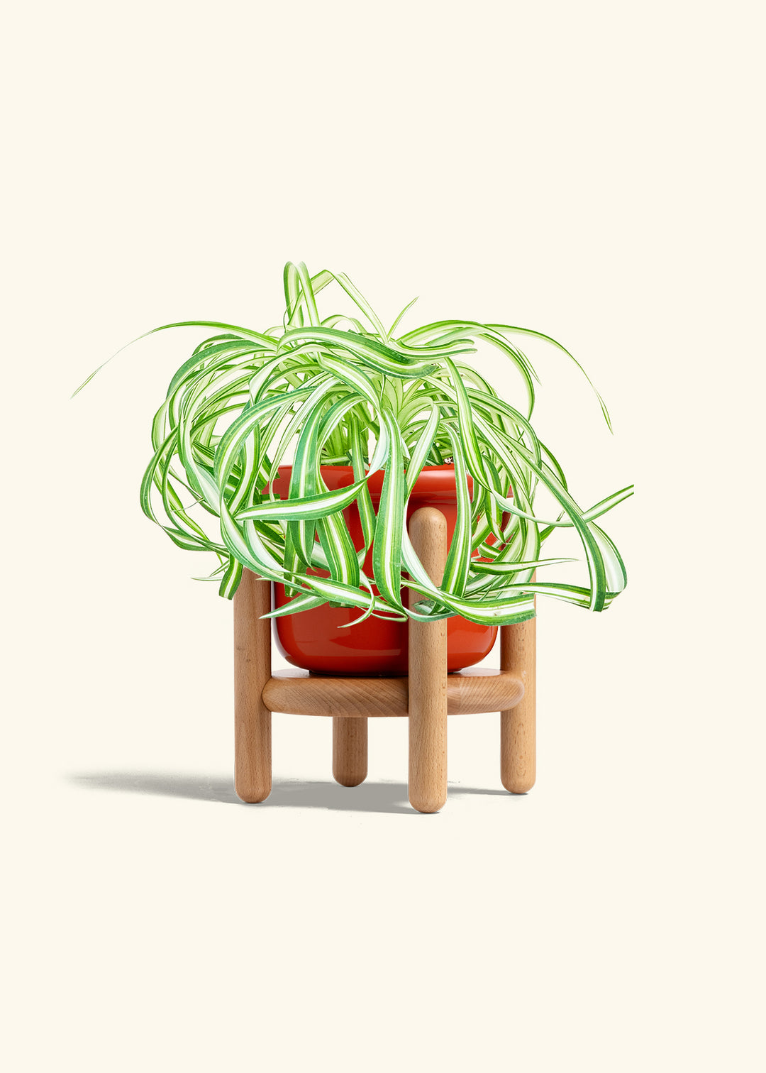 Spider Plant 'Bonnie'