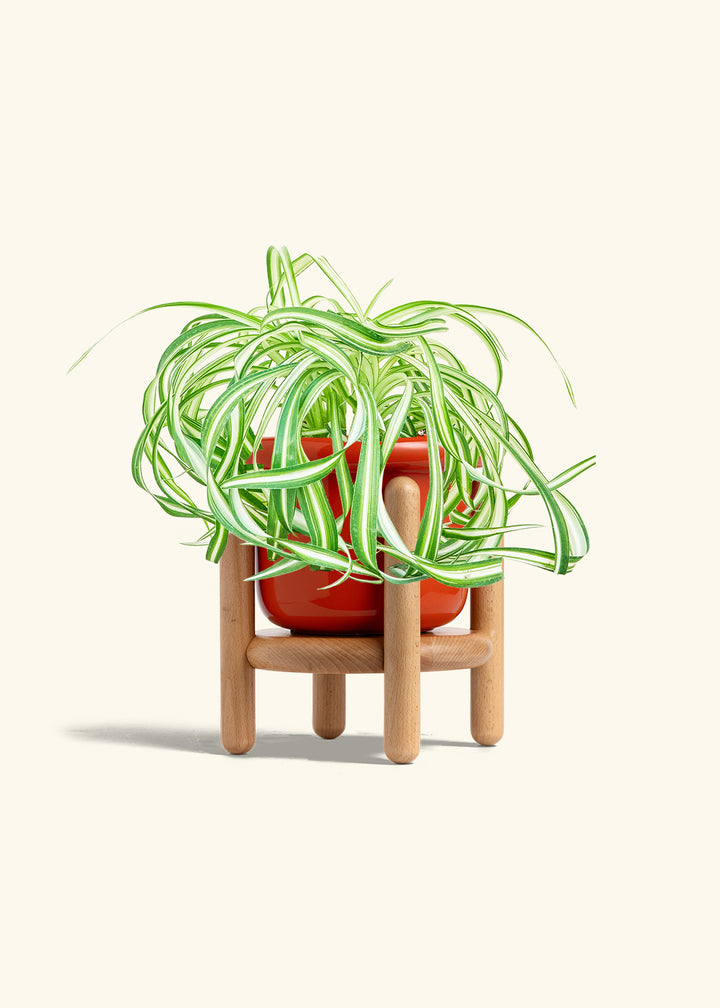Spider Plant 'Bonnie'