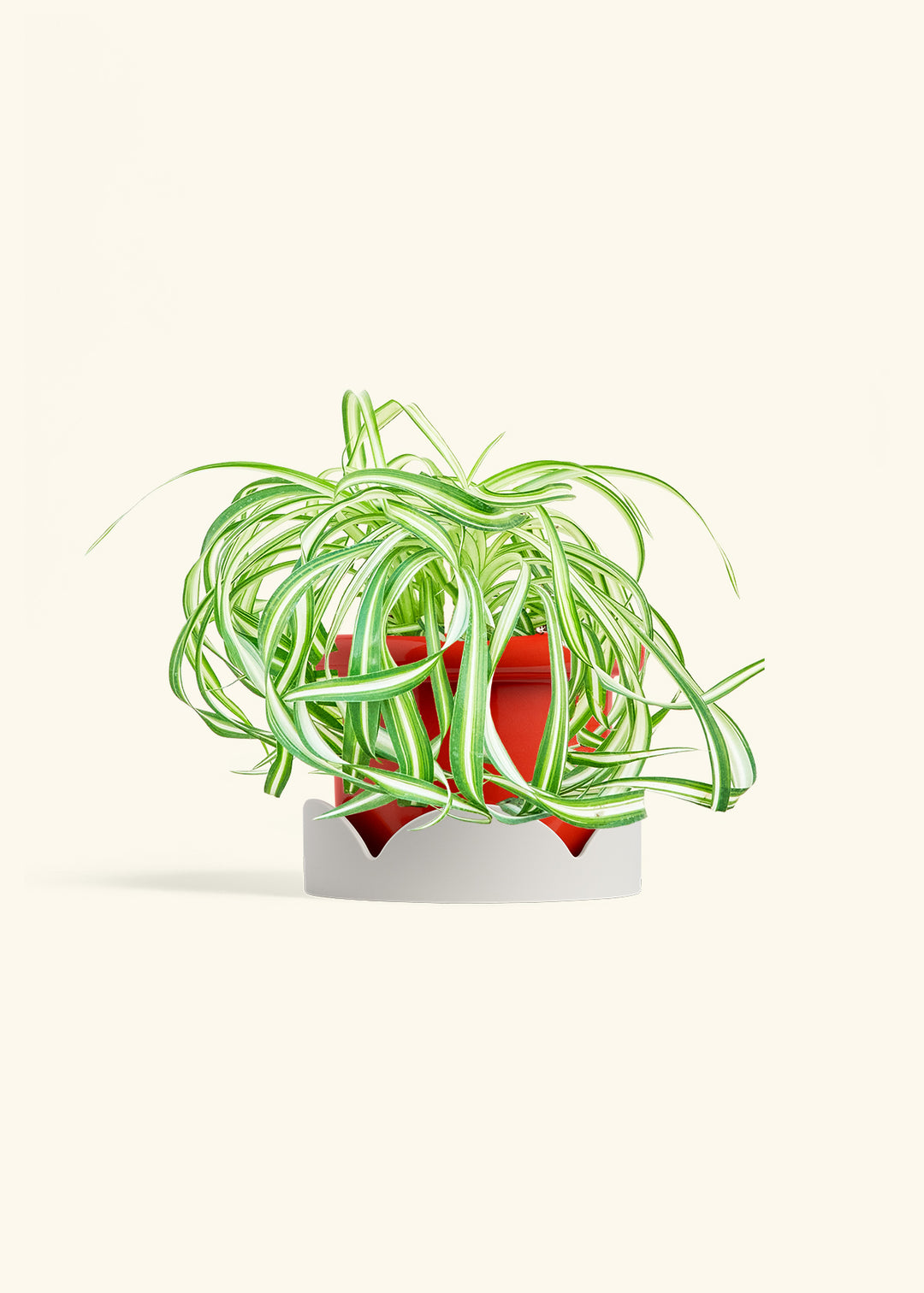 Spider Plant 'Bonnie'