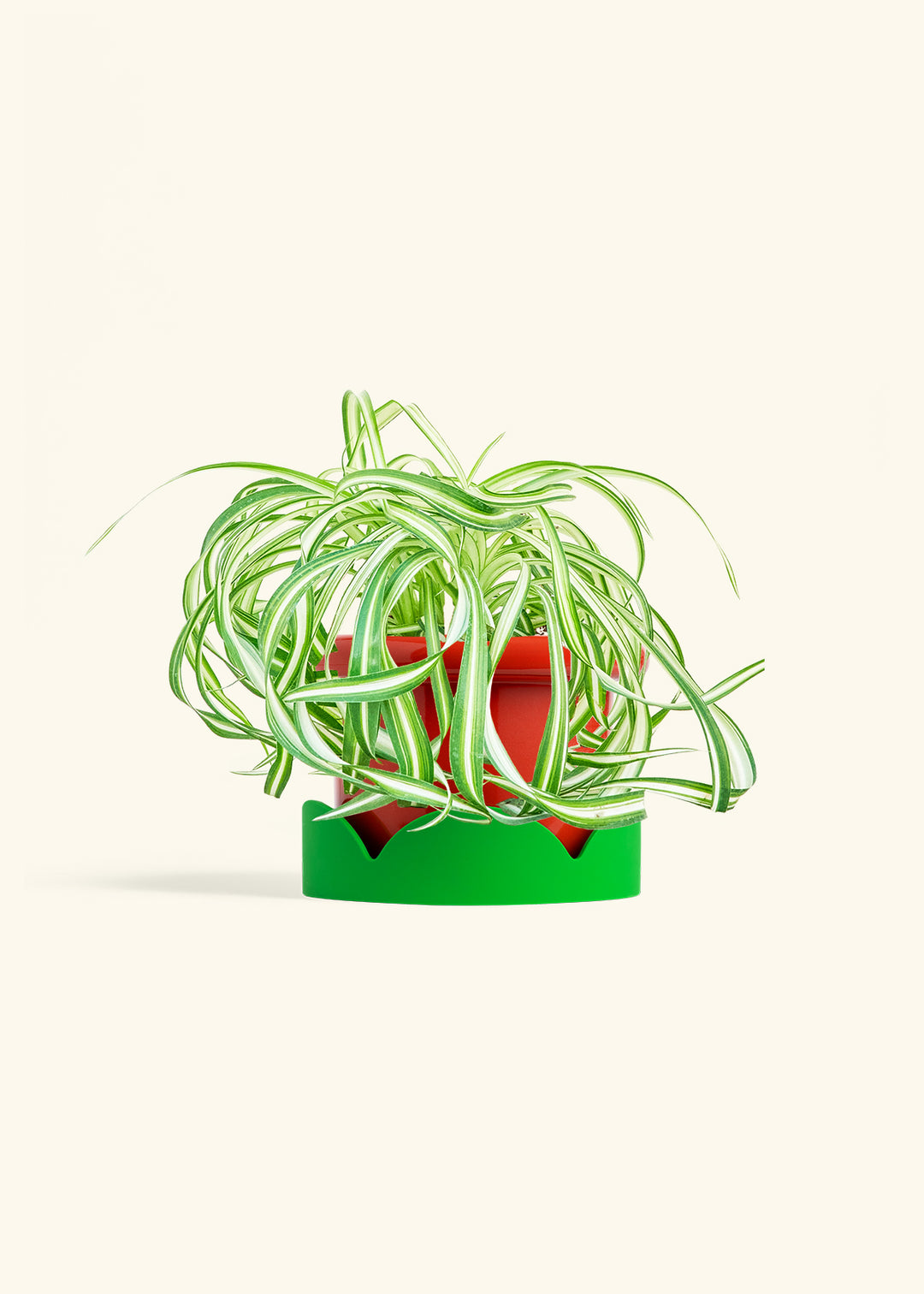 Spider Plant 'Bonnie'