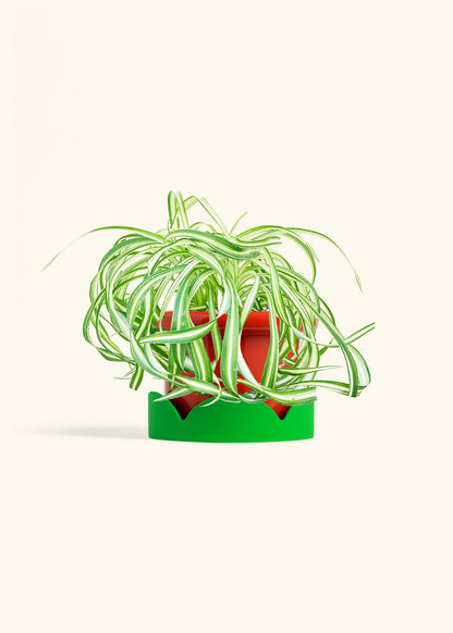 Spider Plant 'Bonnie', Medium