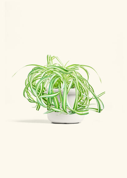 Spider Plant 'Bonnie', Medium