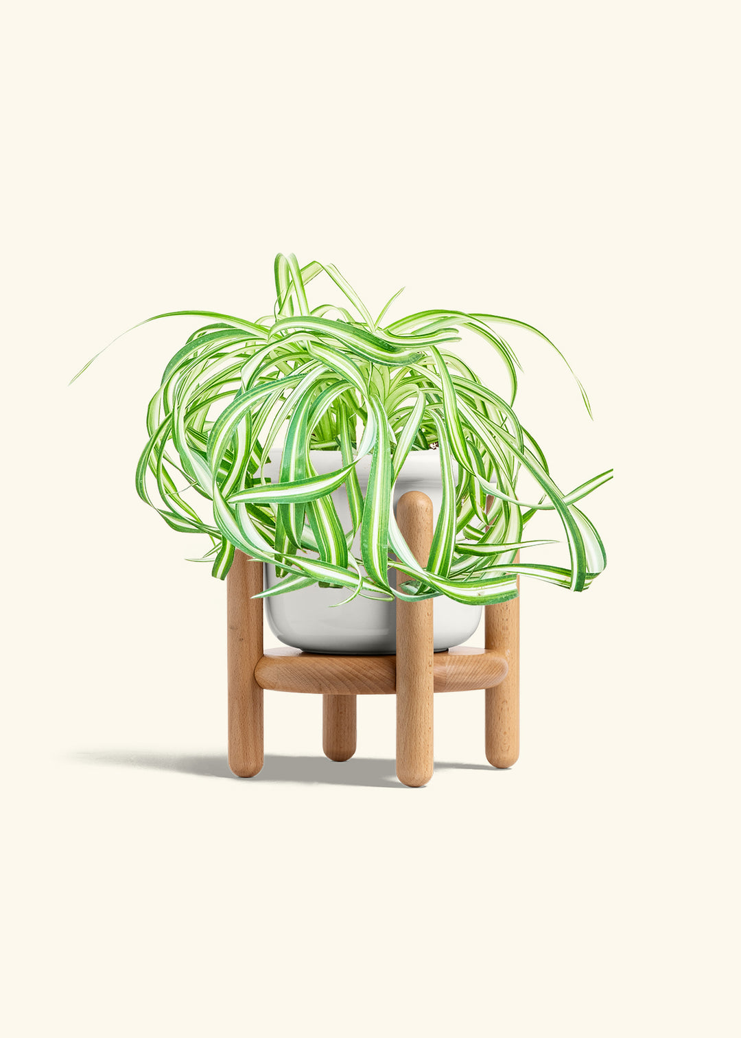 Spider Plant 'Bonnie'