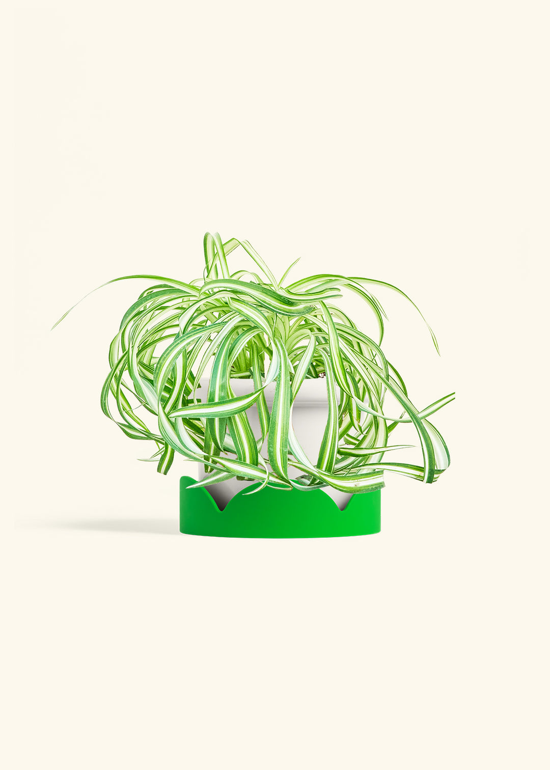Spider Plant 'Bonnie'