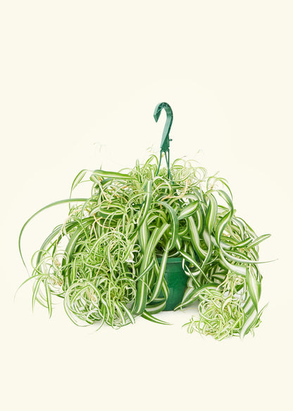 Bonnie Plant Rooted LG