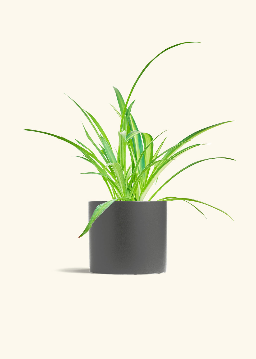 Spider Plant