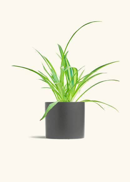 Spider Plant, Medium