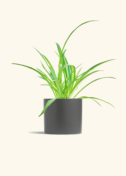 Spider Plant, Medium