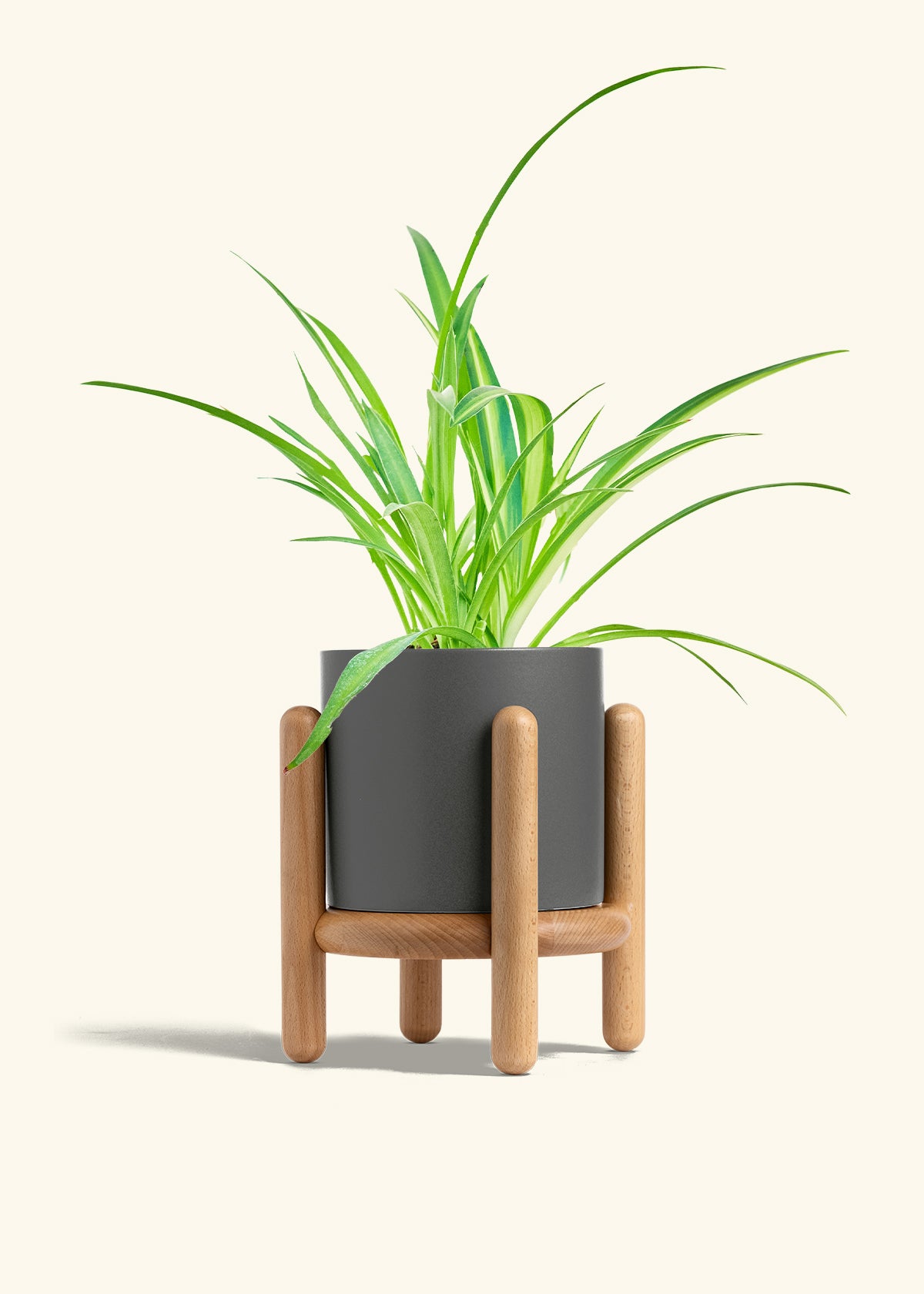 Spider Plant Reverse in a 6 inches Charcoal Classic Cylinder Planter in a Oat Petal Drip Tray