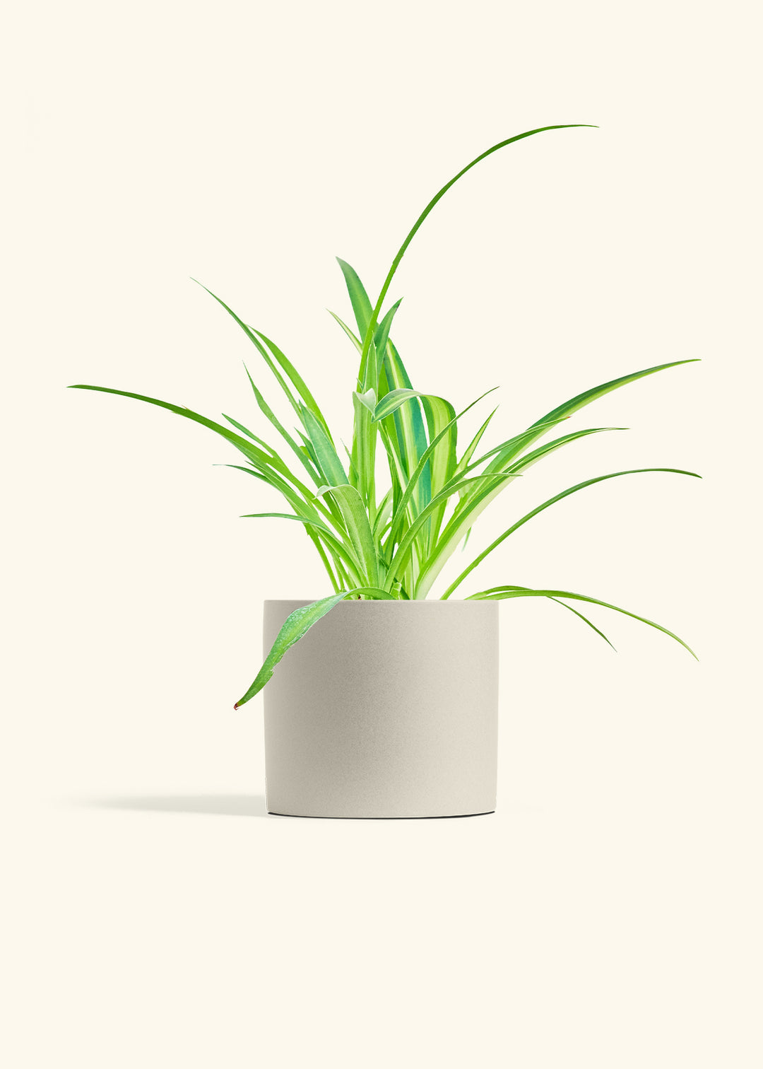 Spider Plant