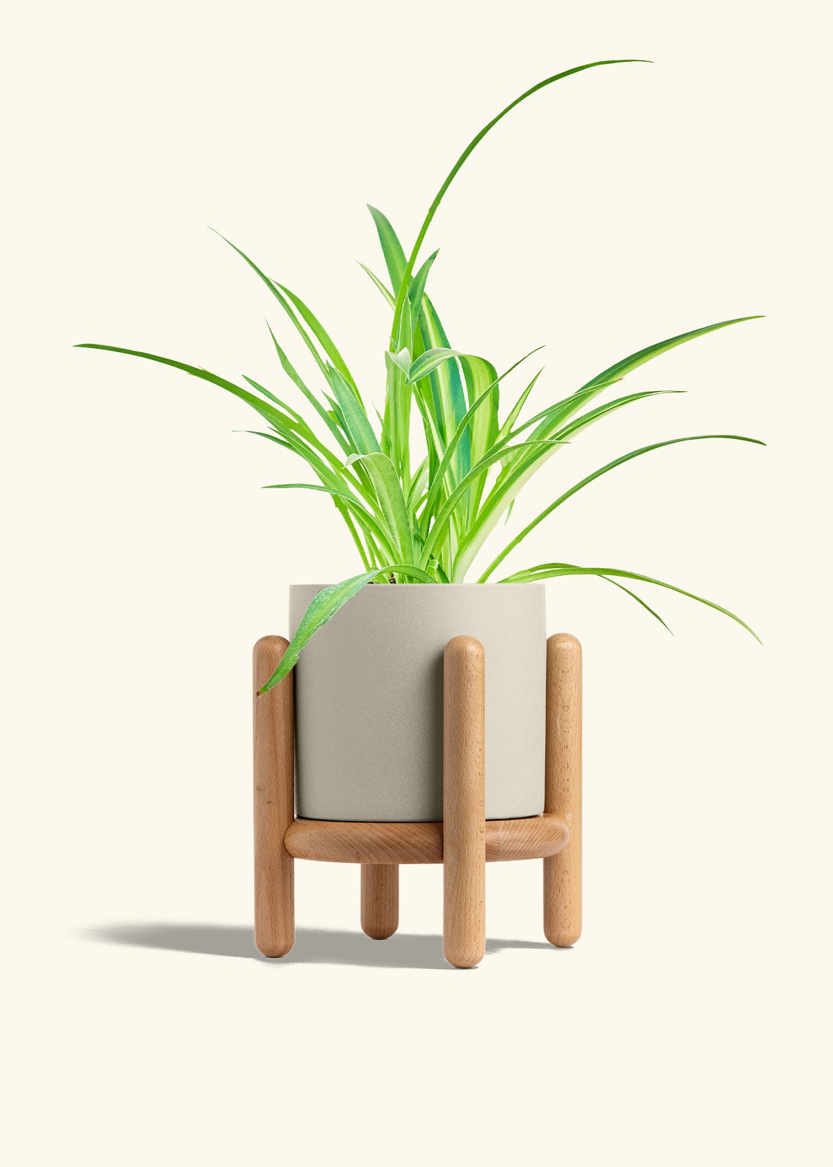 Spider Plant Reverse in a 6 inches Oat Classic Cylinder Planter in a Beech Wood Stand