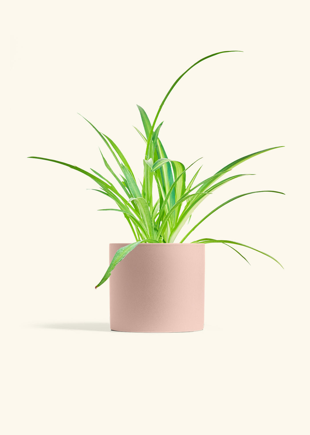 Spider Plant