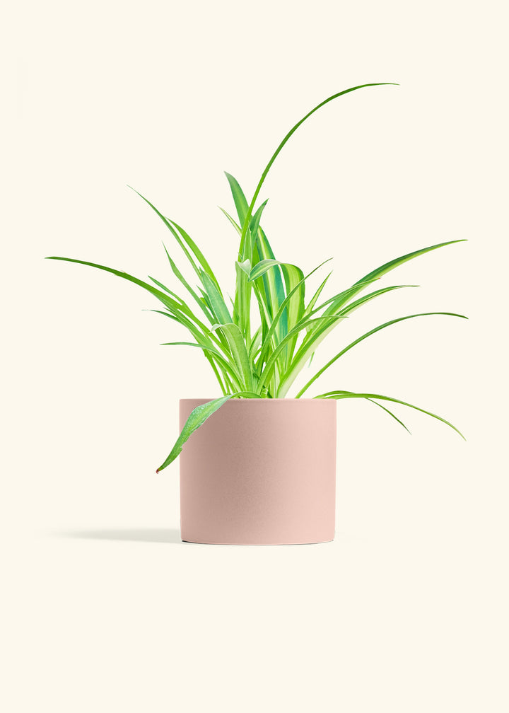 Spider Plant