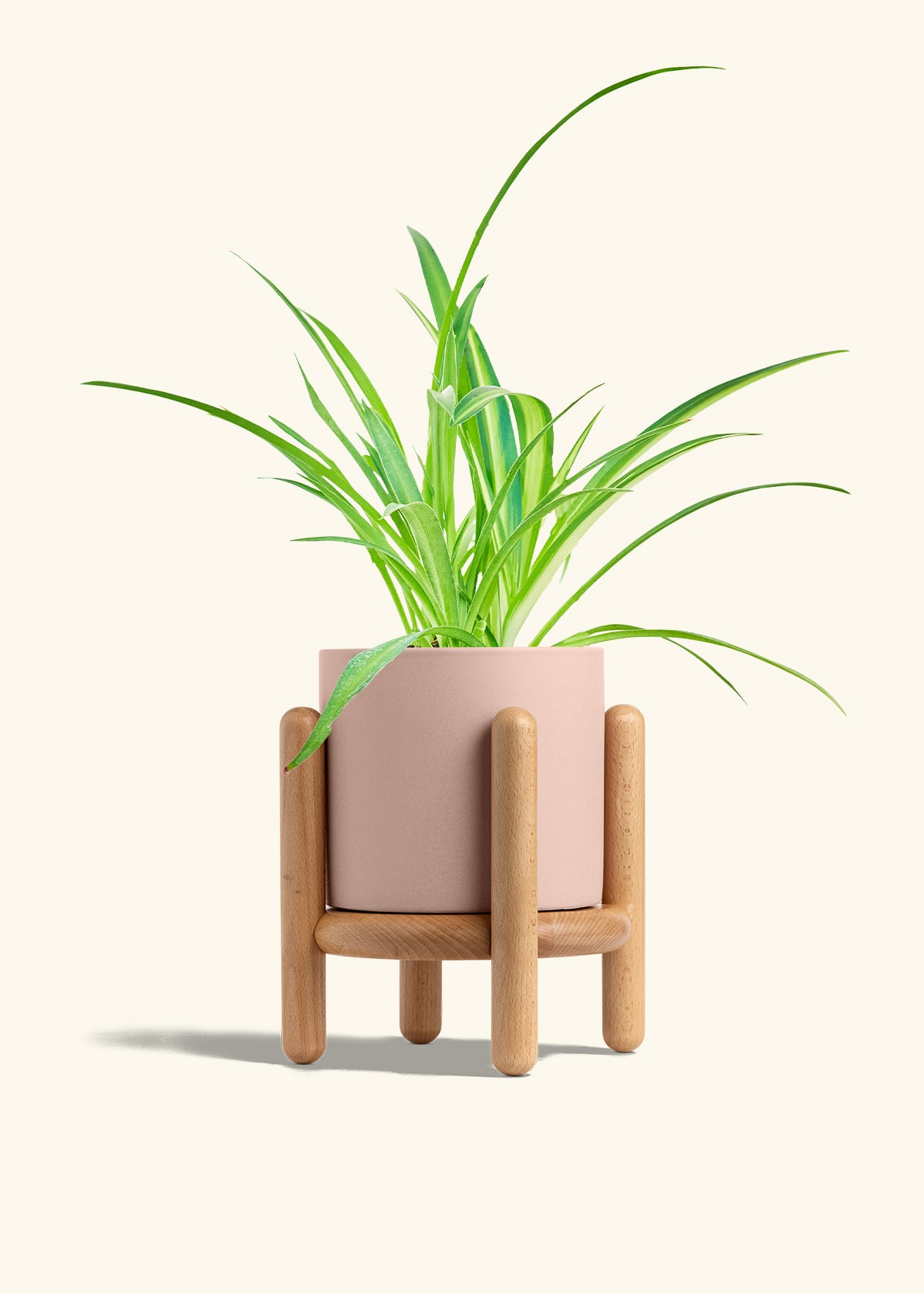 Spider Plant Reverse in a 6 inches Pink Classic Cylinder Planter in a Beech Wood Stand