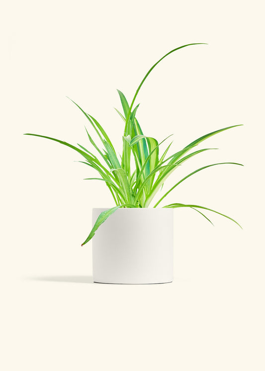 Spider Plant, Medium