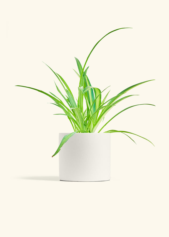 Spider Plant