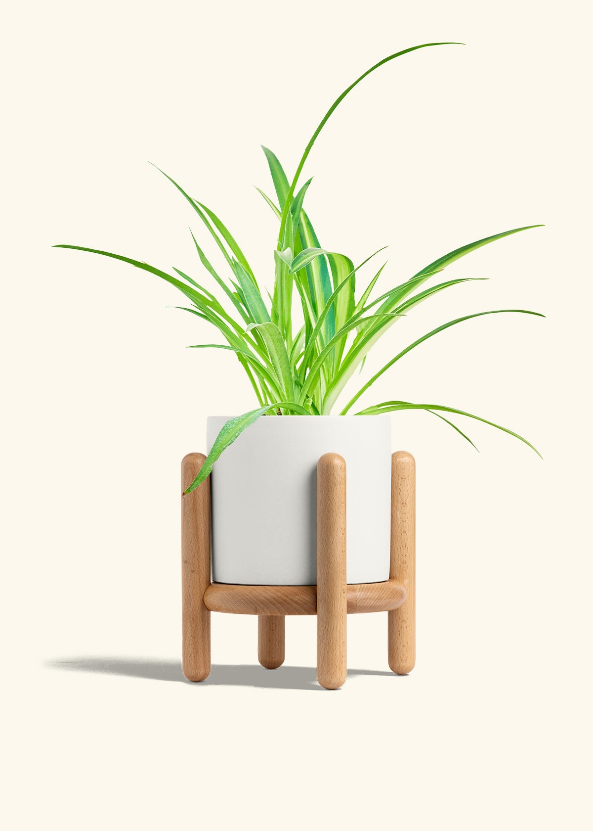 Spider Plant Reverse in a 6 inches White Classic Cylinder Planter in a Beech Wood Stand