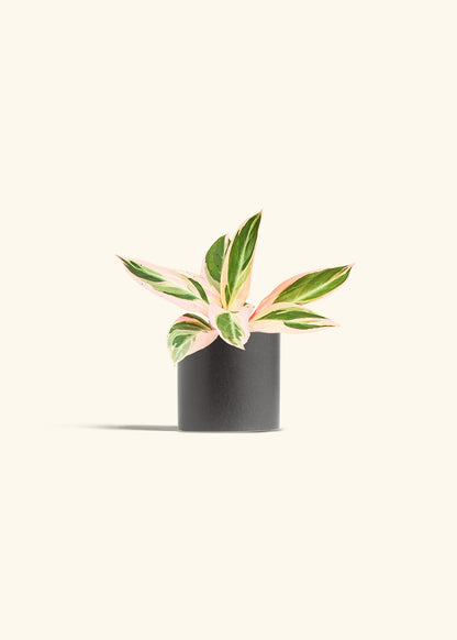 Stromanthe Triostar in a 4 inches Charcoal Classic Cylinder Planter 