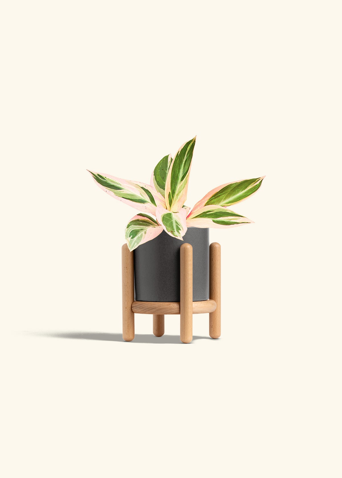 Stromanthe Triostar in a 4 inches Charcoal Classic Cylinder Planter in a Beech Wood Stand