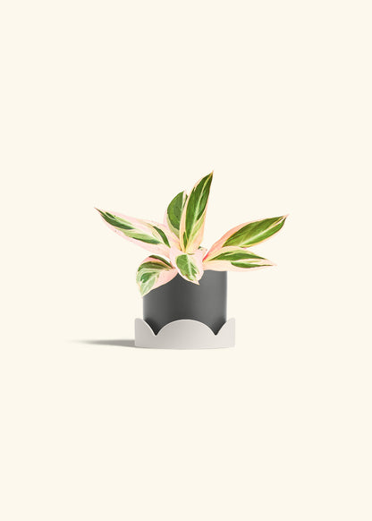 Stromanthe Triostar in a 4 inches Charcoal Classic Cylinder Planter in a Oat Petal Drip Tray